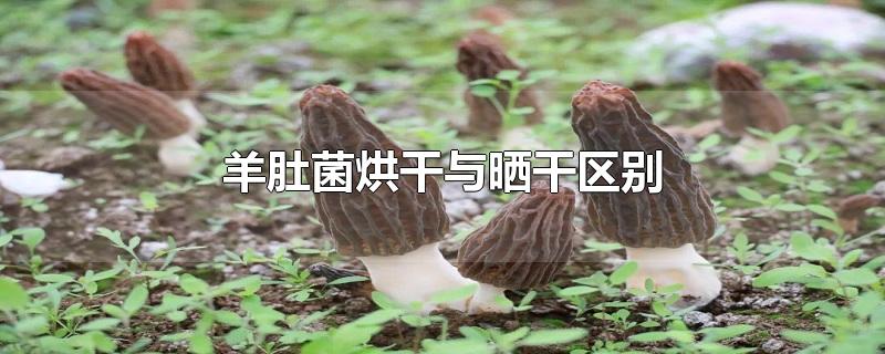 羊肚菌烘干與曬干的區(qū)別
